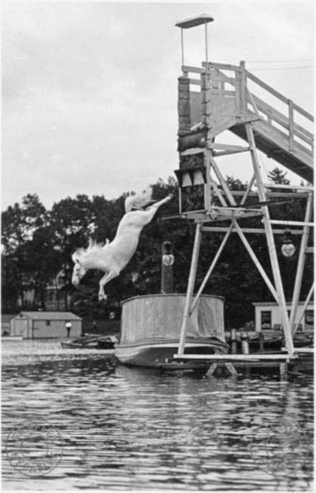 diving horse