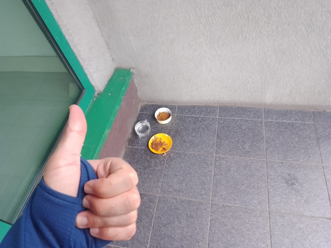 dokarmianie psów i kotów