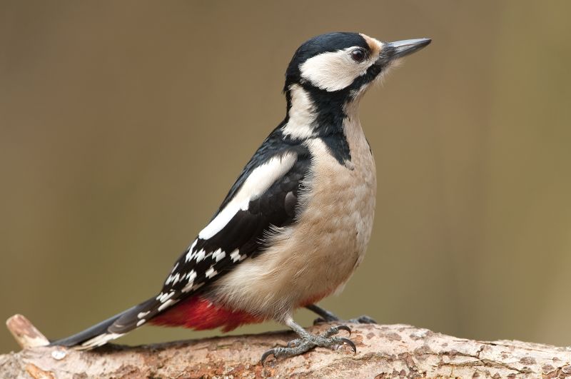 Dzięcioły – charakterystyka