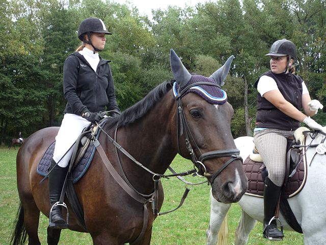 zimnokrwiste konie a ciepłokrwiste