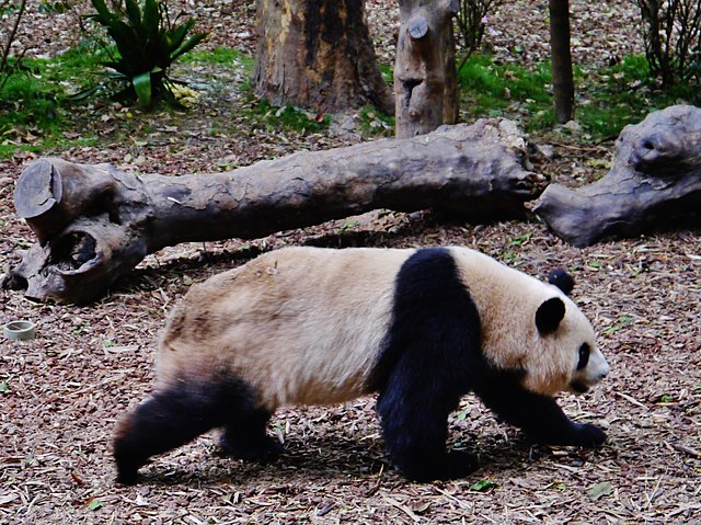 jak szybko biega panda