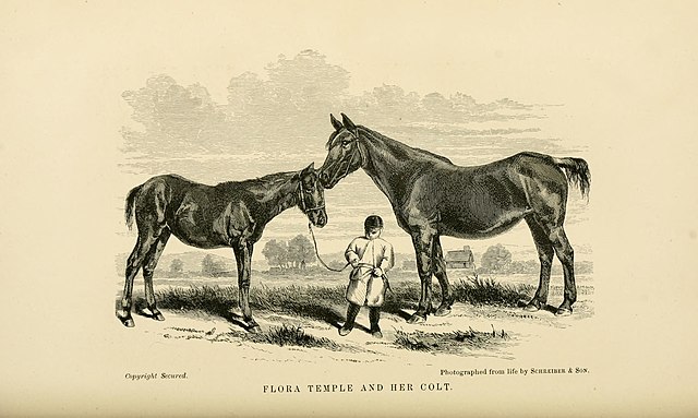 jaki koń do ciebie pasuje