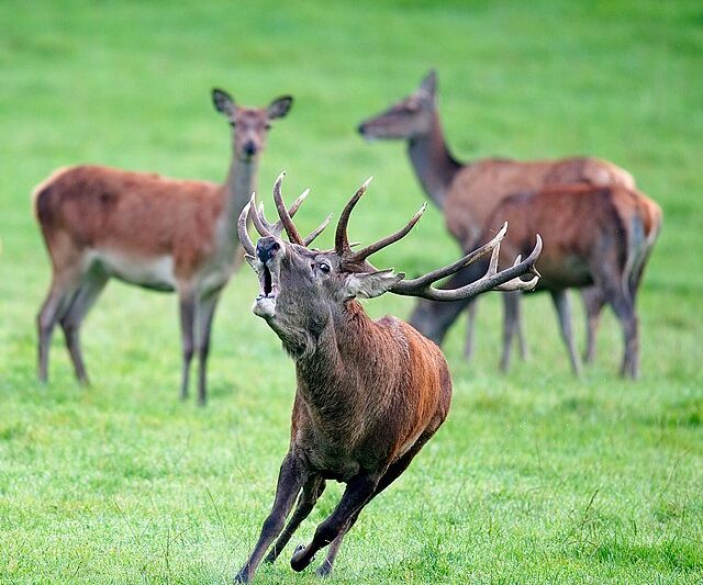 Dzikie zwierzęta w Czechach