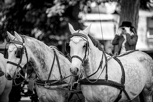 klapki na oczach konia
