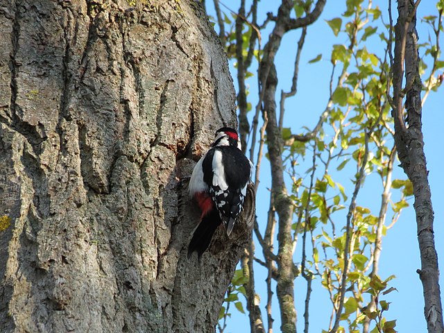 Dlaczego dzięcioł stuka w drzewo?
