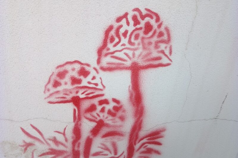 Co je muchomory? Dla których zwierząt jest rarytasem?