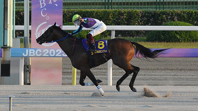 najszybszy bieg konia