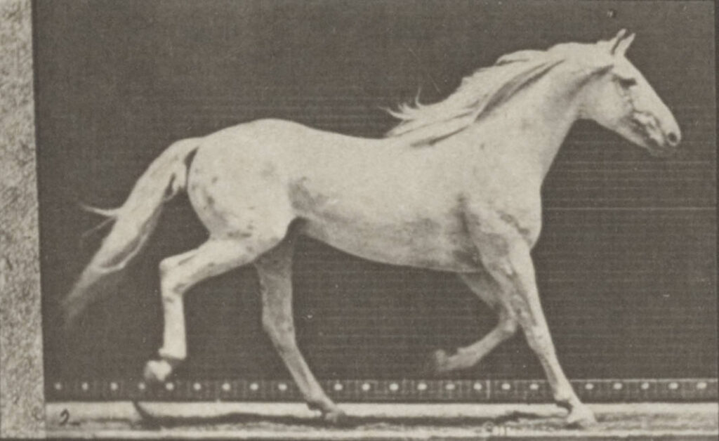 nieprawidłowy kłus u konia – przykład asymetrii ruchu u białego konia podczas jazdy