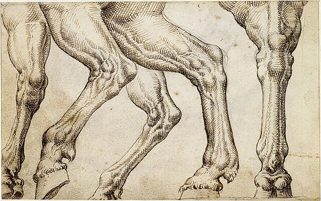 Nieprawidłowy kłus konia