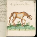 objawy kolki u konia