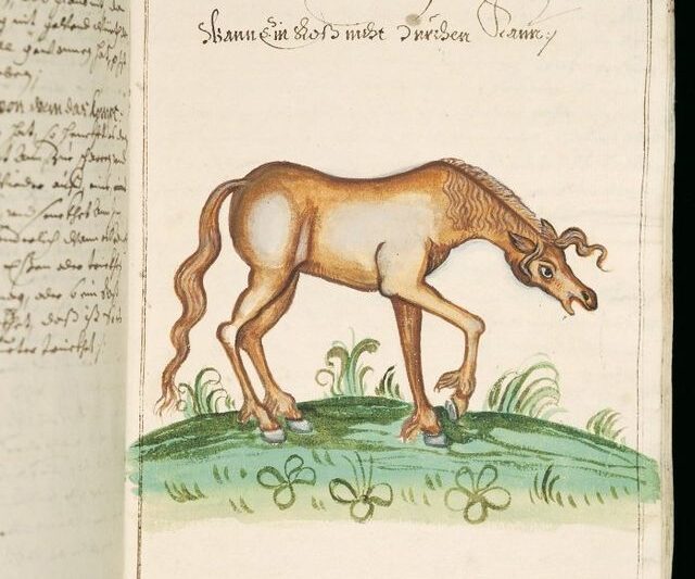 Objawy kolki u konia