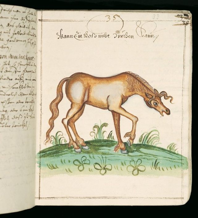 objawy kolki u konia