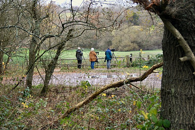 obserwacja ptaków na żywo