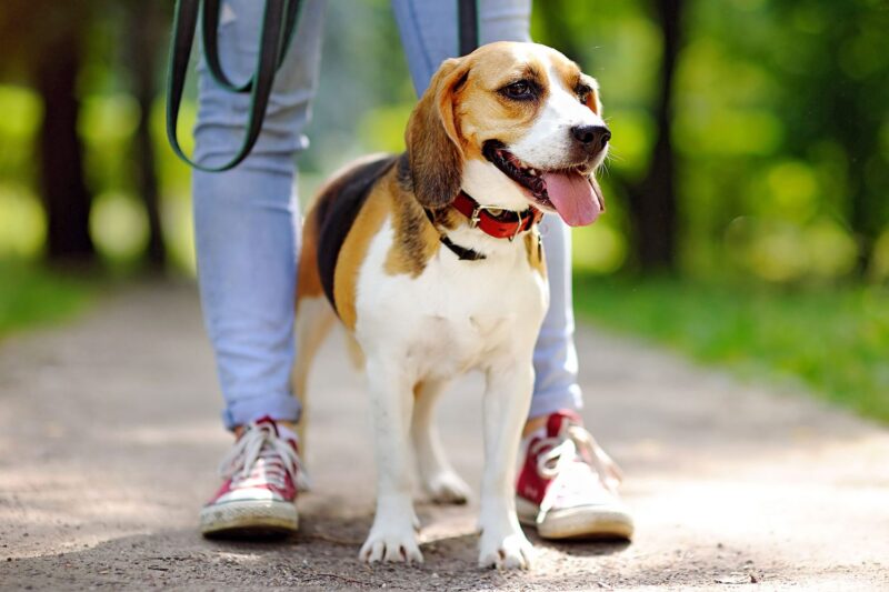 Akcesoria edukacyjne dla psa – jak wspierać trening i wychowanie