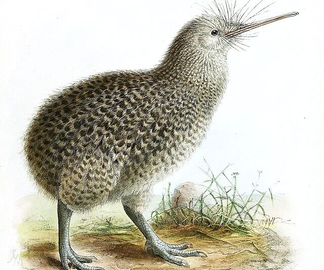 Ptaki nielatające – nie wszyscy mają ochotę latać