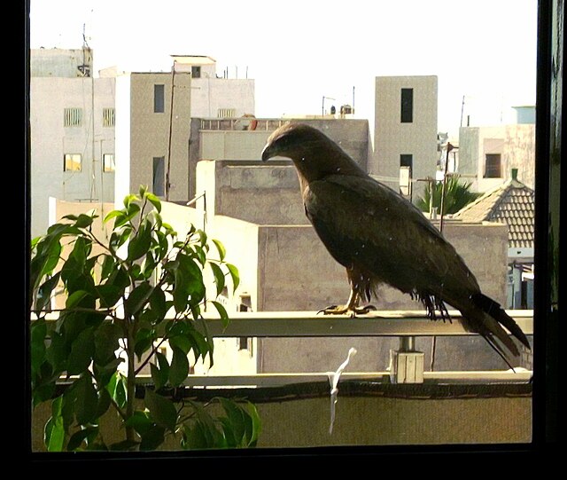 rzadkie zwierzęta domowe