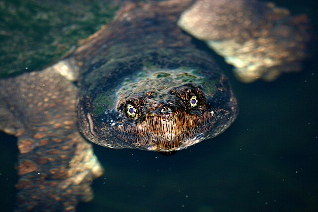 najdłużej żyjące zwierzęta