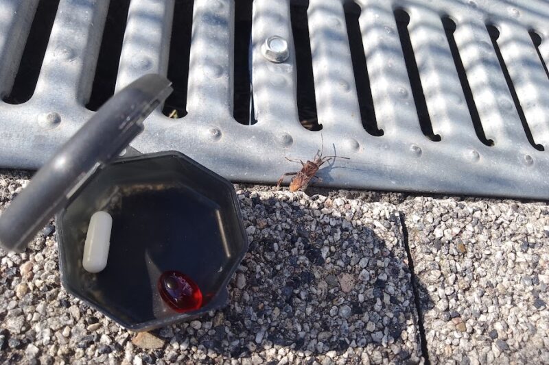 Jak pachnie wtyk amerykański?