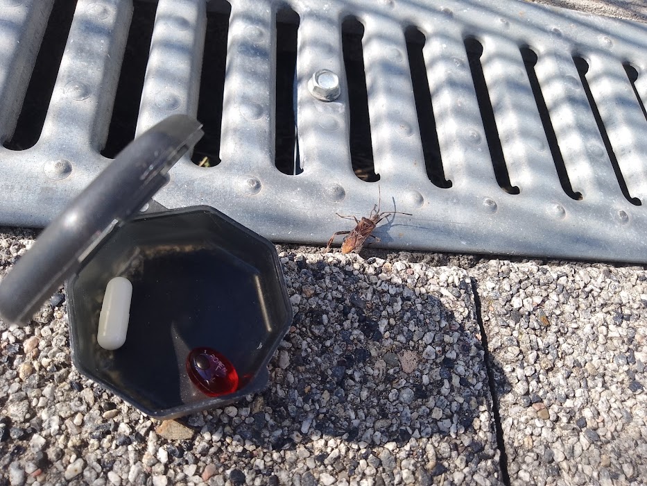 zapach wtyka amerykańskiego