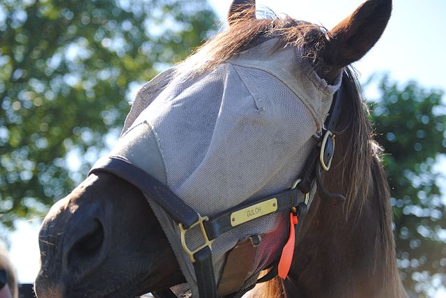 zrobić kogoś w konia