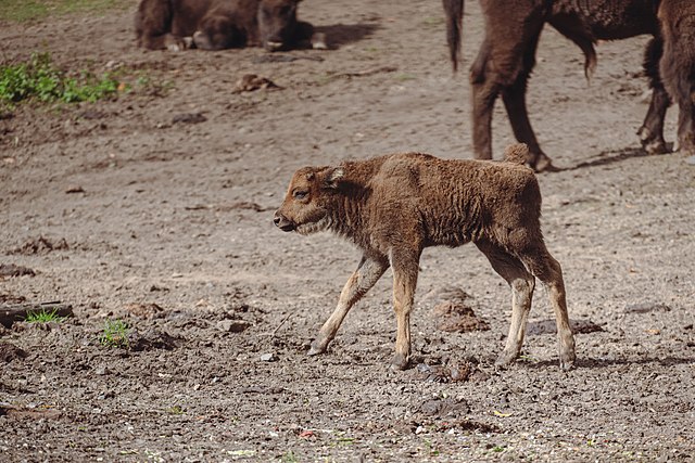 zwierzęta w parku narodowym