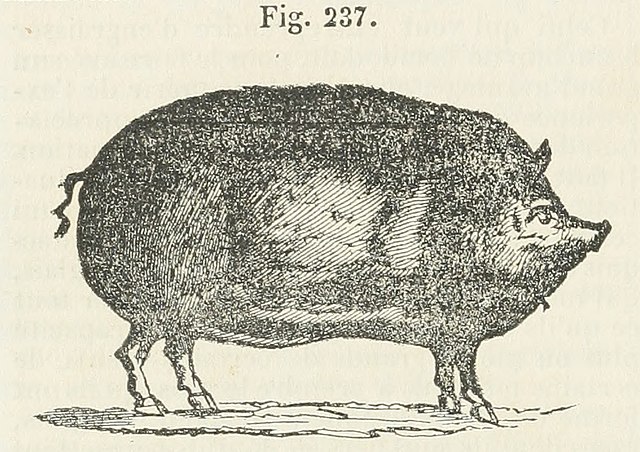 zwierzęta wszystkożerne