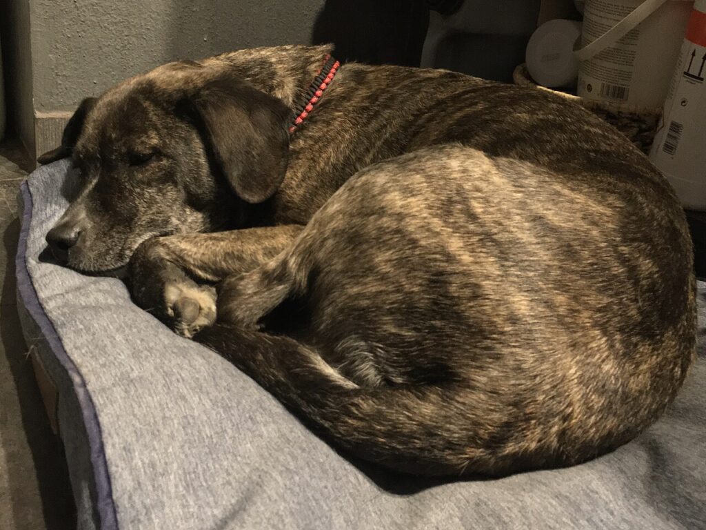 pies śpiący na kanapie