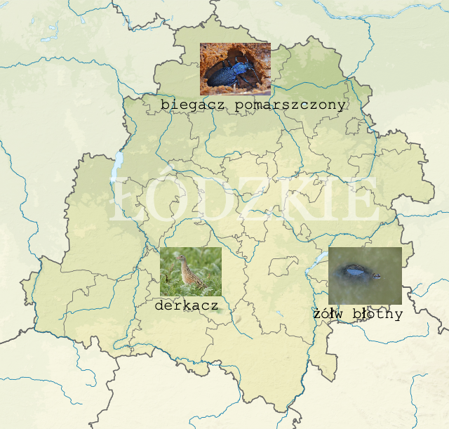 zwierzęta łódzkie