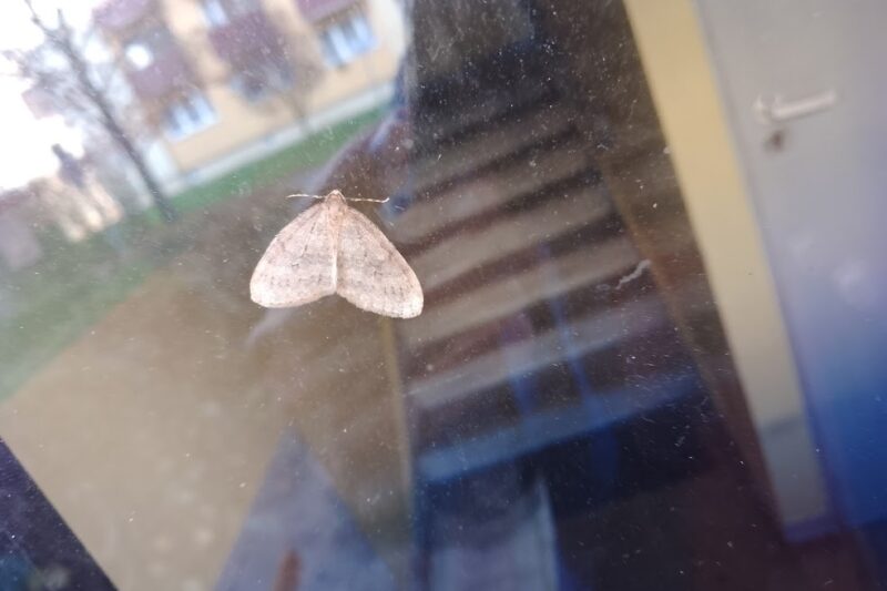 Ćma w domu: piękny gość ze świata mroku