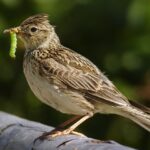 czy owady czują ból