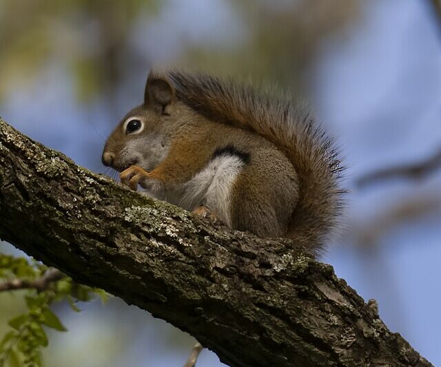Jak zwierzęta radzą sobie z głodem – sprytne strategie przetrwania