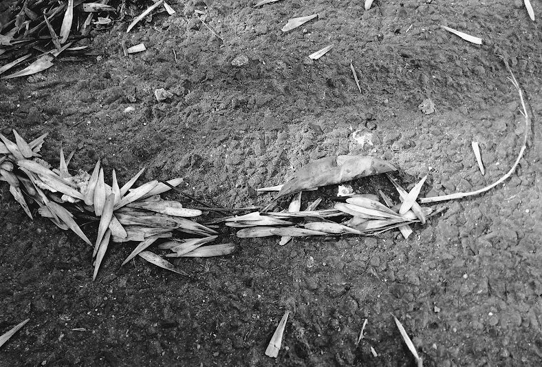 Jak zrobić węża z liści jesionu