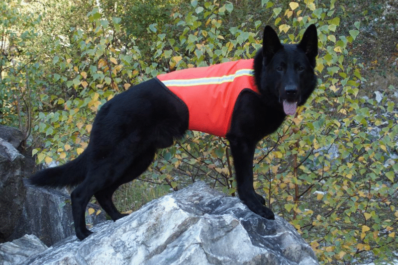 Akcesoria bezpieczeństwa – kamizelki odblaskowe i pasy samochodowe dla psa