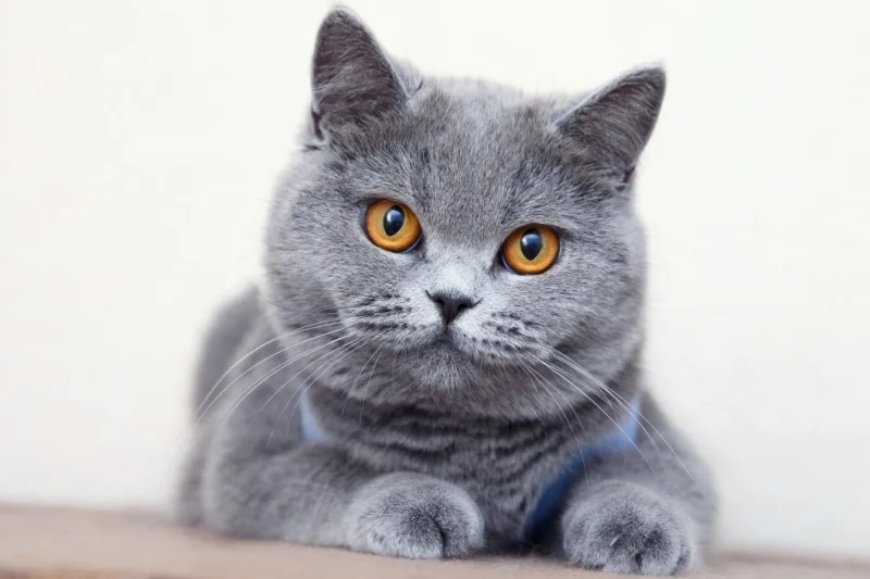 Czy zwierzęta odczuwają wstyd?