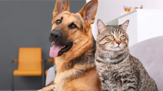 Czy mogę podawać kotu karmę dla psa?