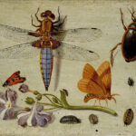 czy owady to zwierzęta