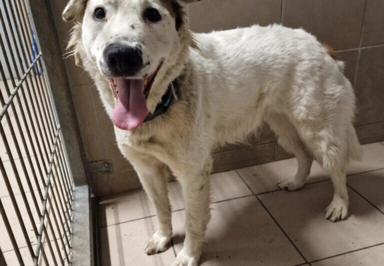 Schronisko dla bezdomnych zwierząt w Opolu – psy, koty