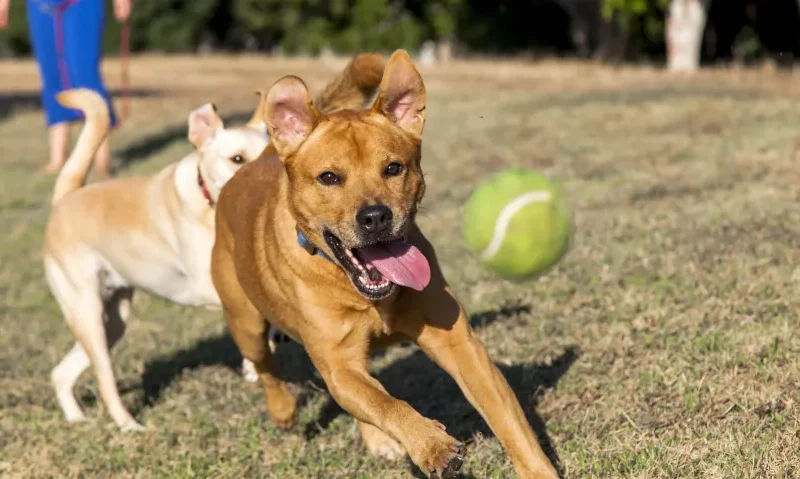 Zabawki dla psa – gumowe i piszczące