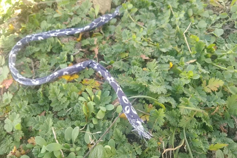 Rodzaje węży w Polsce – krótki przewodnik