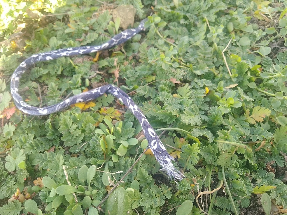 rodzaje węży w Polsce