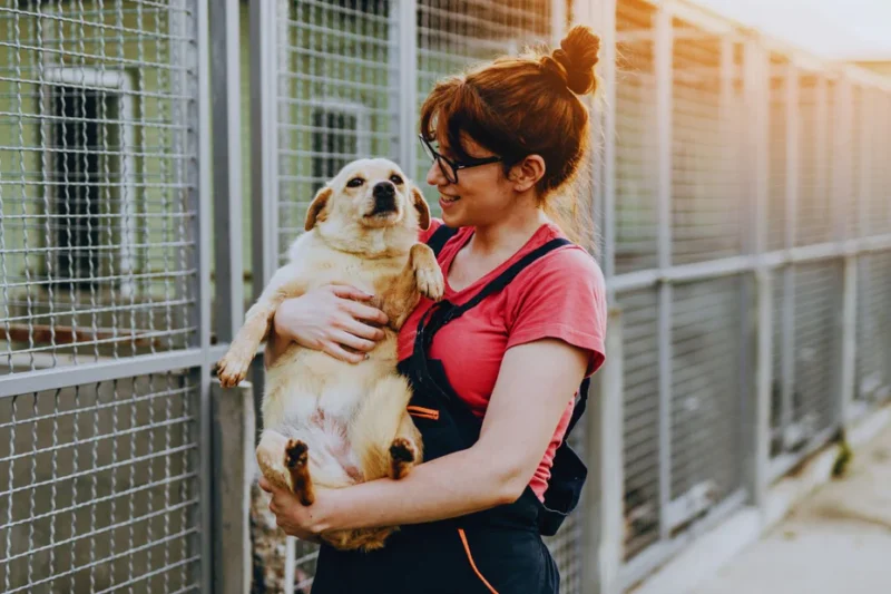 Schronisko dla psów – Katowice