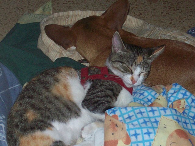 czy zwierzęta mają sny