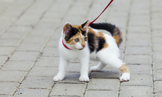 Smycze i szelki dla kota – bezpieczne spacery