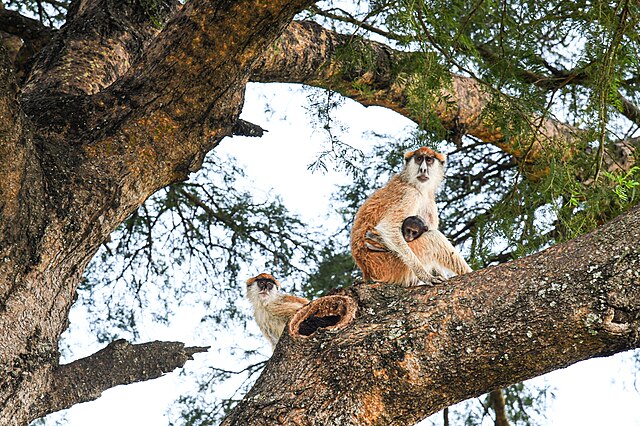 czy zwierzęta mają świadomość