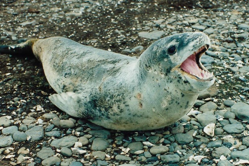 Czy foka je pingwiny?