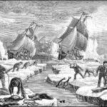 czy foka jest jadalna?