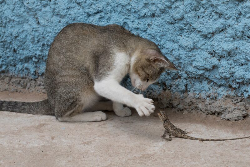 Jak odrobaczyć kota? Najważniejsze informacje