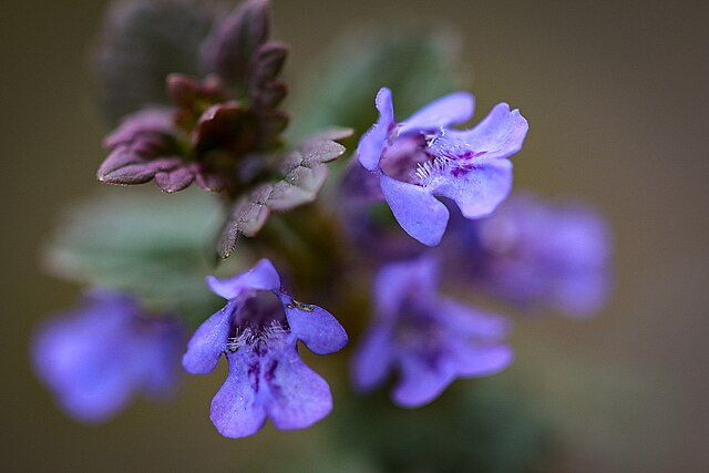 bluszczyk kurdybanek