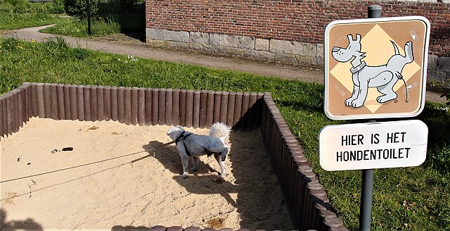 Dlaczego pies zjada odchody innych zwierząt? Koprofagia wyjaśniona bez mitów