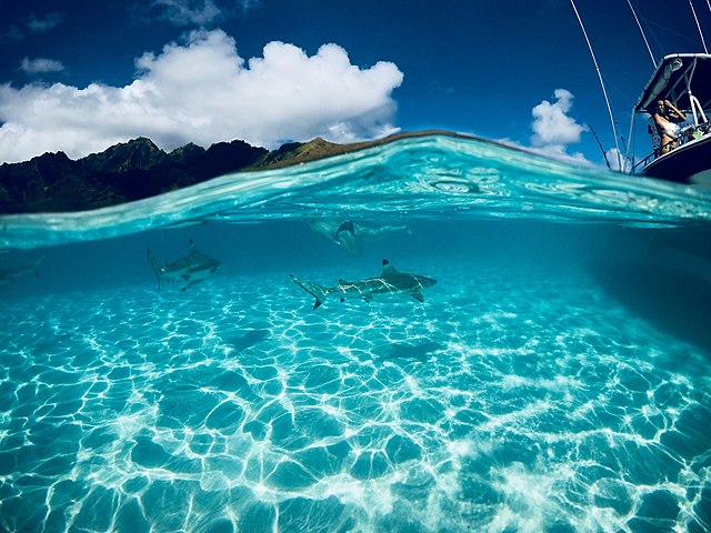 Czy ryba widzi człowieka?